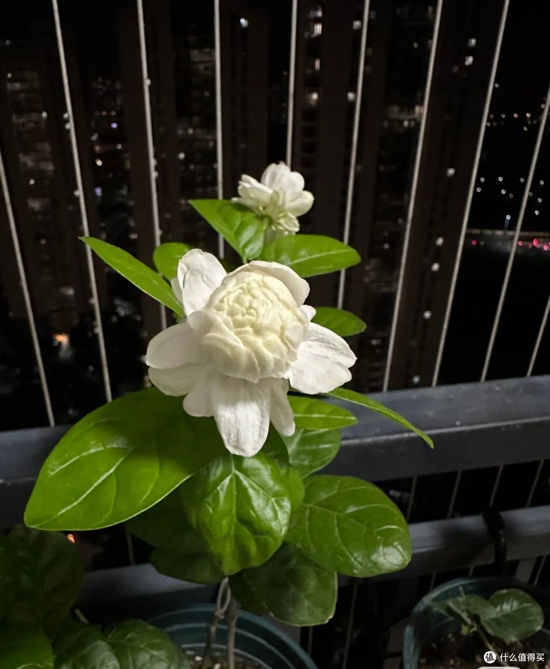 江苏一太太的茉莉花“开10000朵”，太壮观了！网友：咋养的？