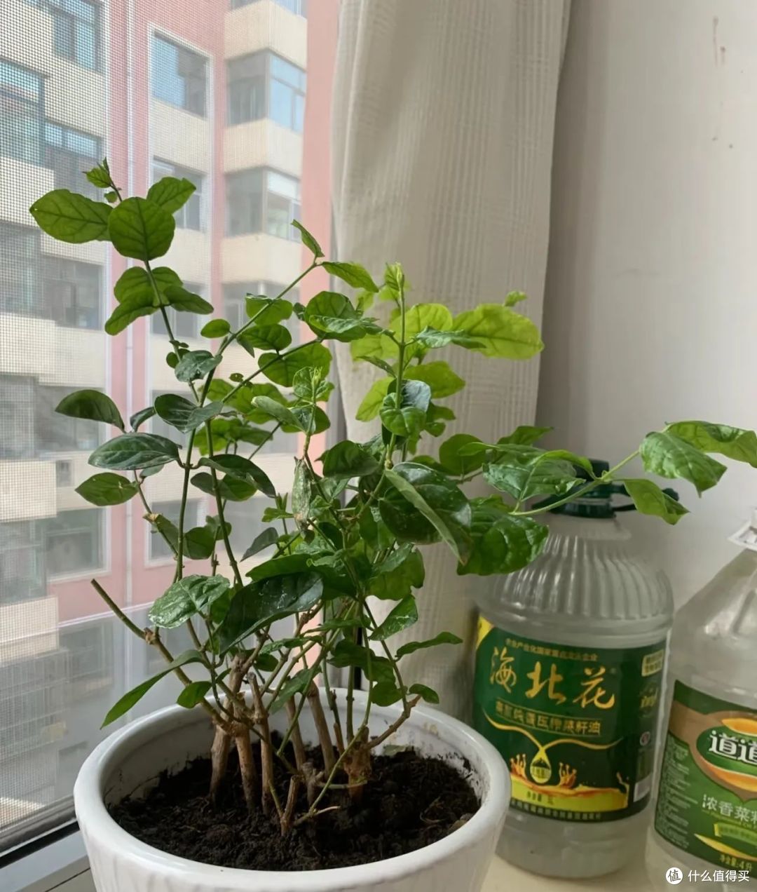 江苏一太太的茉莉花“开10000朵”，太壮观了！网友：咋养的？