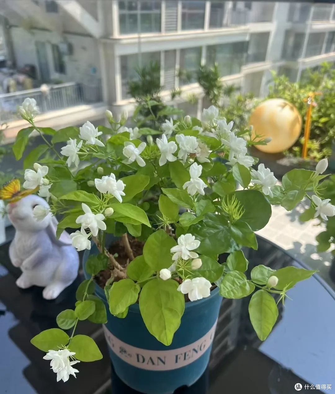江苏一太太的茉莉花“开10000朵”，太壮观了！网友：咋养的？