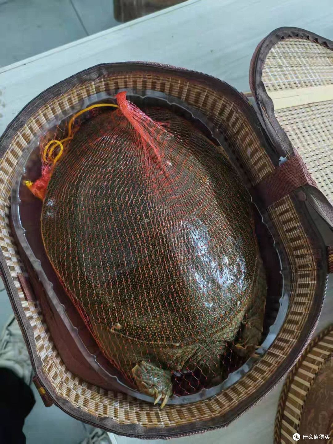 甲鱼处理与经典做法