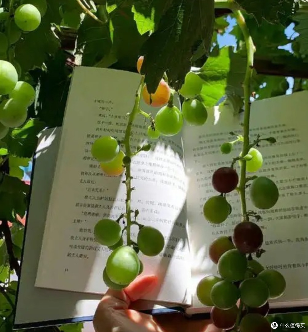 夏日书单:寻找清凉的文字