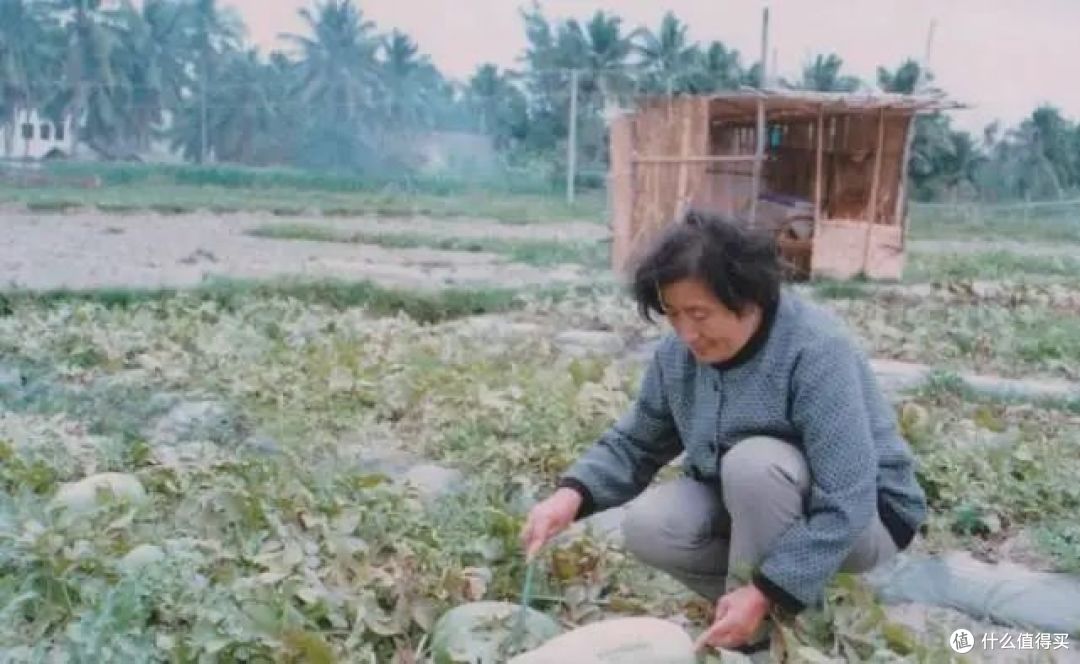 西瓜自由:老外看瓜价瞳孔地震,我们只嫌瓜不甜