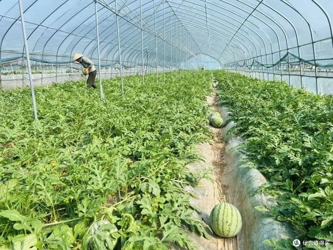 西瓜自由:老外看瓜价瞳孔地震,我们只嫌瓜不甜