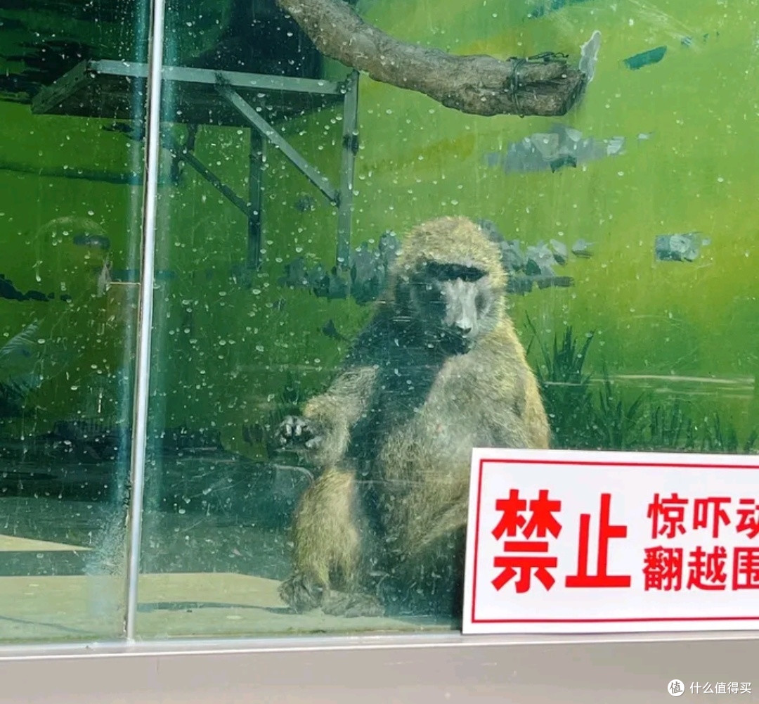 青岛动物园:亲子游的性价比之选