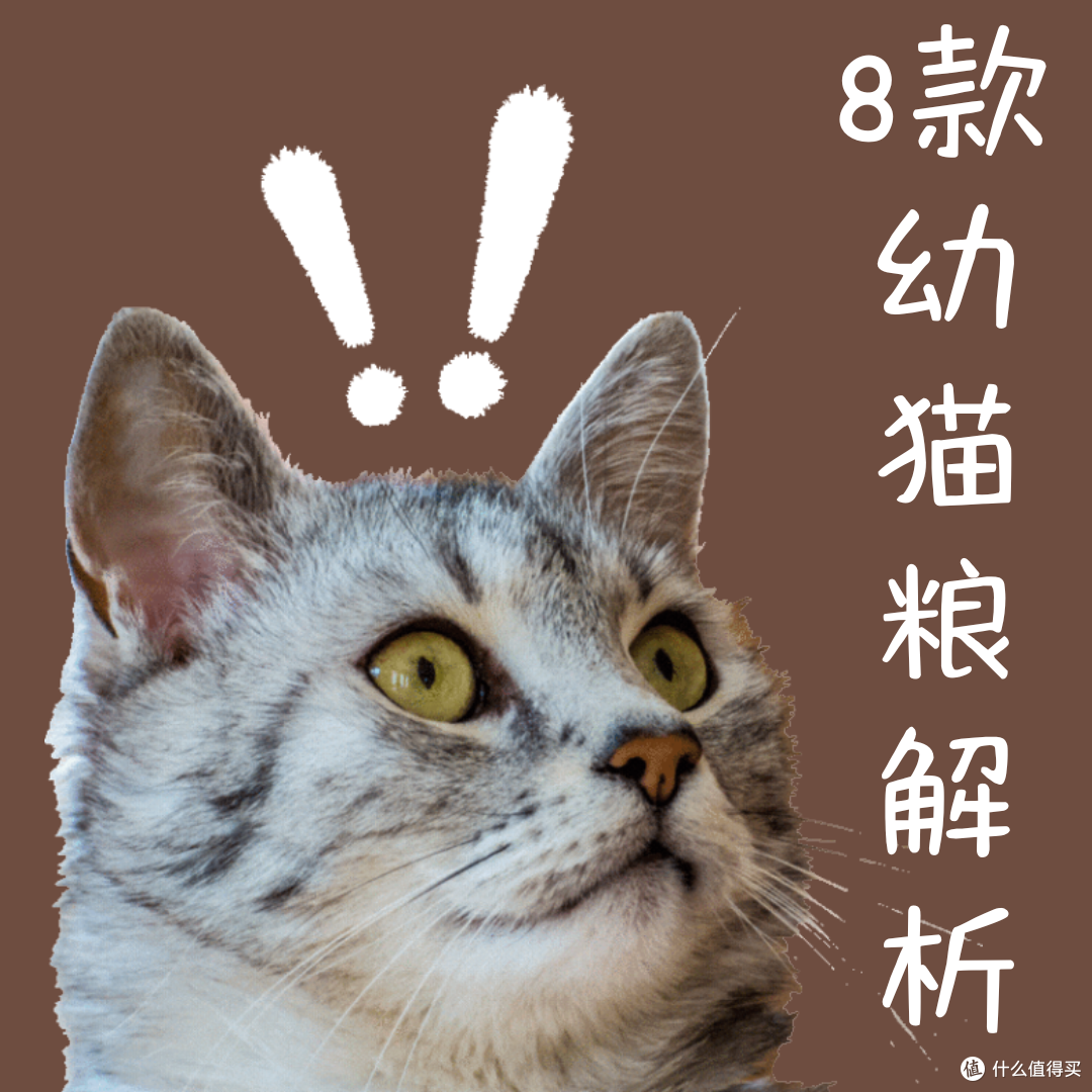2025幼猫猫粮怎么选?科学喂养指南一学就会