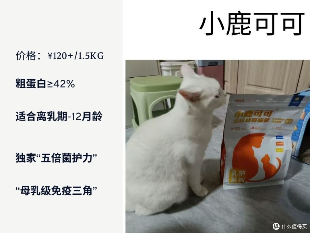 2025幼猫猫粮怎么选?科学喂养指南一学就会