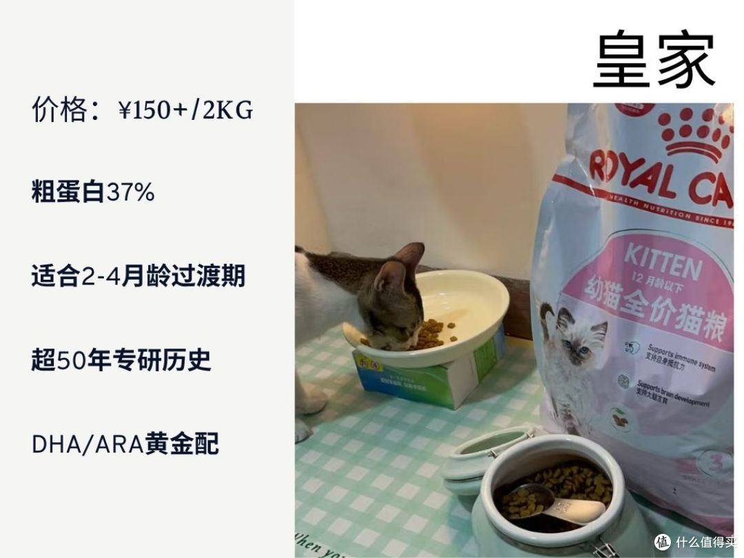2025幼猫猫粮怎么选?科学喂养指南一学就会