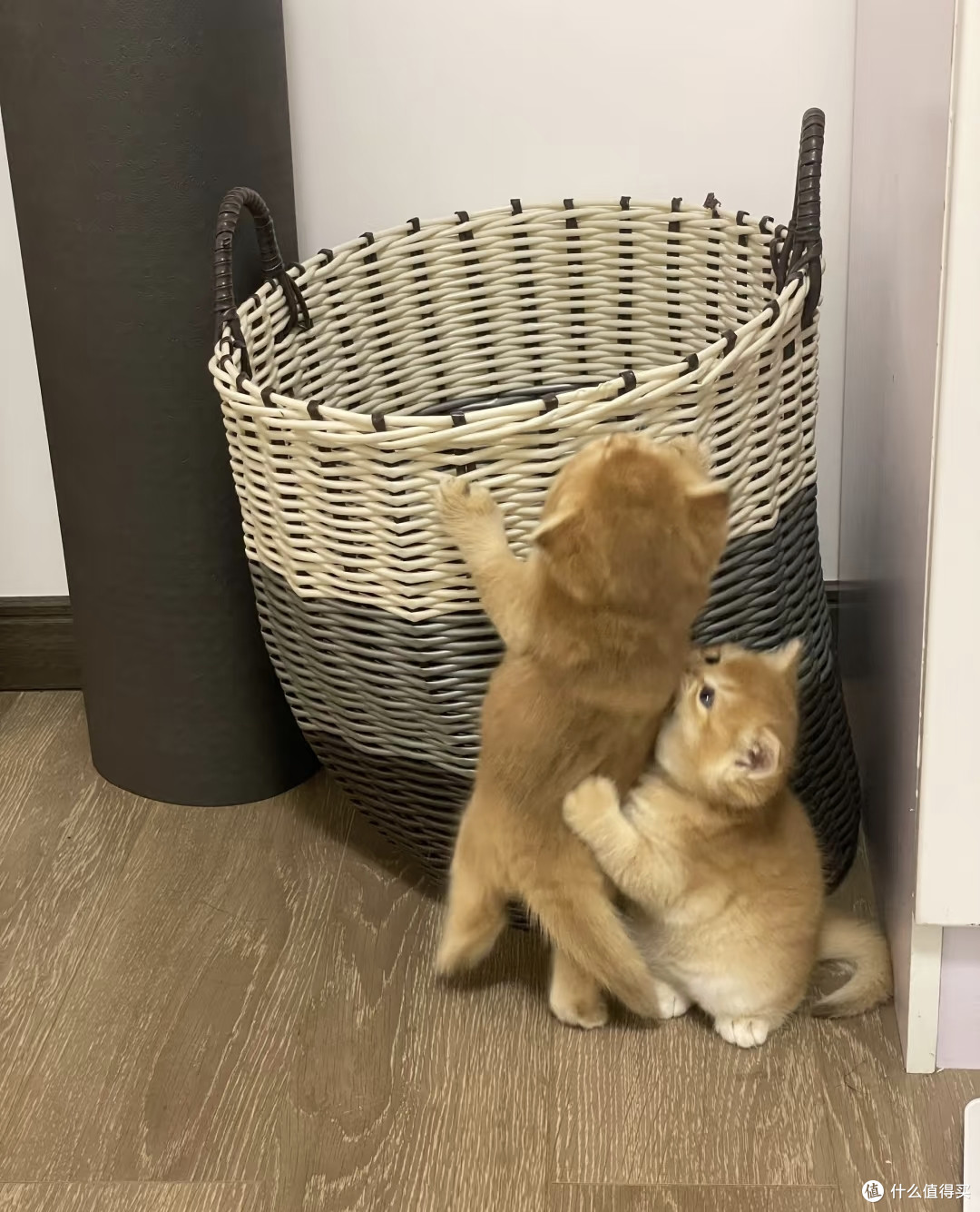 2025幼猫猫粮哪家好？5大热门猫粮测评来袭！