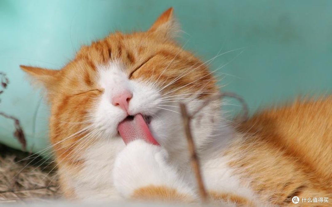 宠物猫猫粮什么牌子好性价比高？进口猫粮排名前十热榜分享