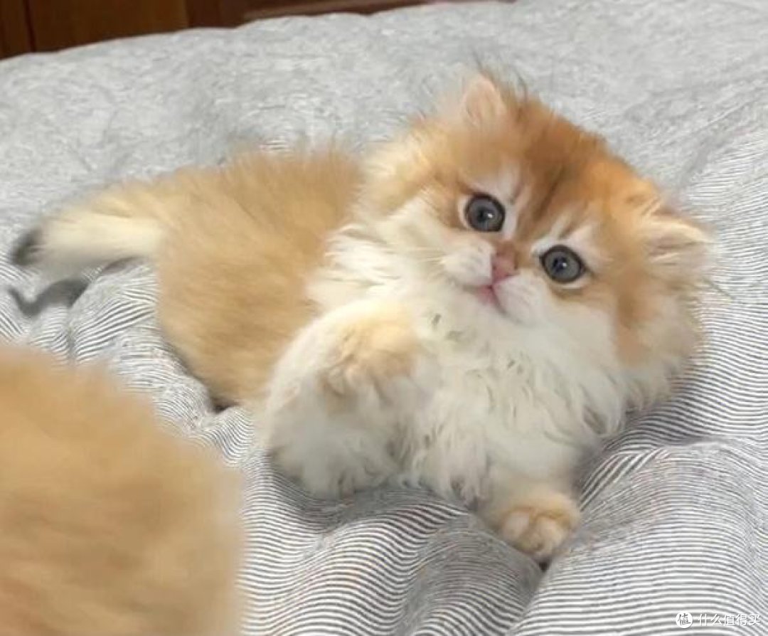 宠物猫猫粮什么牌子好性价比高？进口猫粮排名前十热榜分享