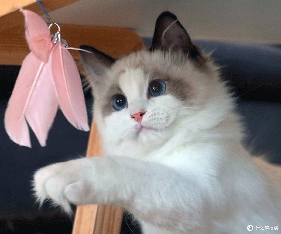 便宜高质量猫粮哪个牌子好用?良心国产猫粮推荐排行榜前10推荐