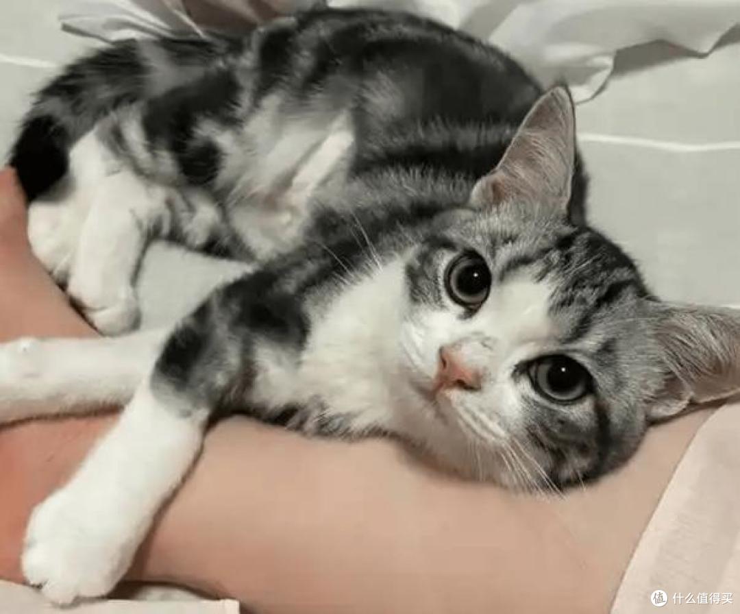 猫粮什么牌子好又不贵?猫粮排行榜前十名推荐高性价比牌子