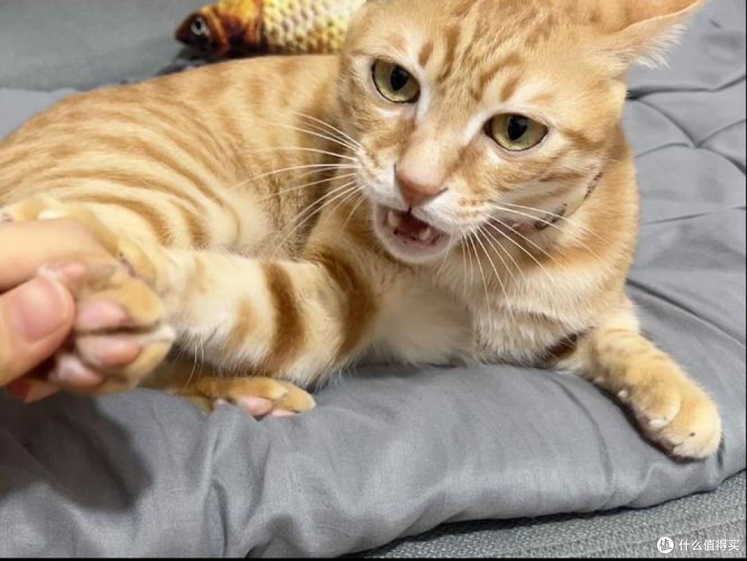 猫粮什么牌子好又不贵?猫粮排行榜前十名推荐高性价比牌子