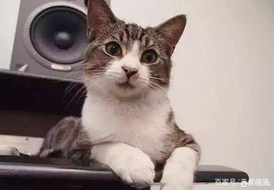 新手怎么选择合适的猫粮？宠物猫粮品牌排行榜前十名分享