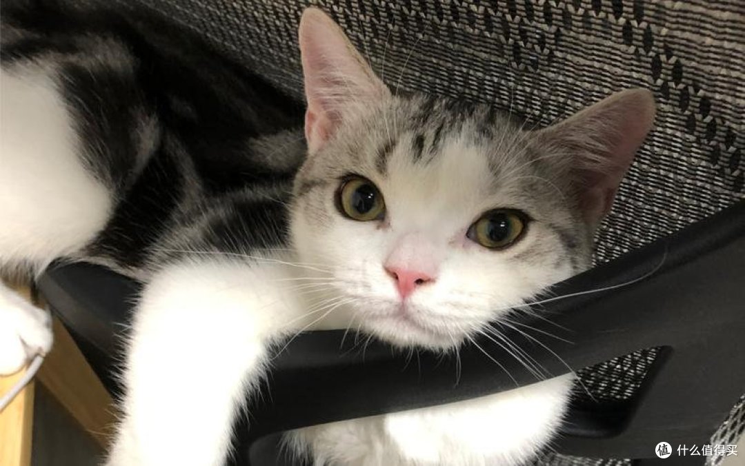 新手怎么选择合适的猫粮？宠物猫粮品牌排行榜前十名分享