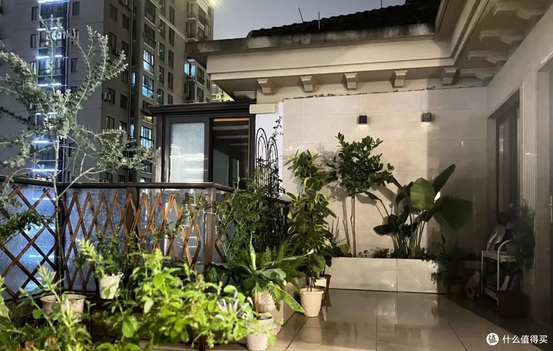 浙江一太太,320元买的柠檬树成“光杆”,网友:换个方法养!