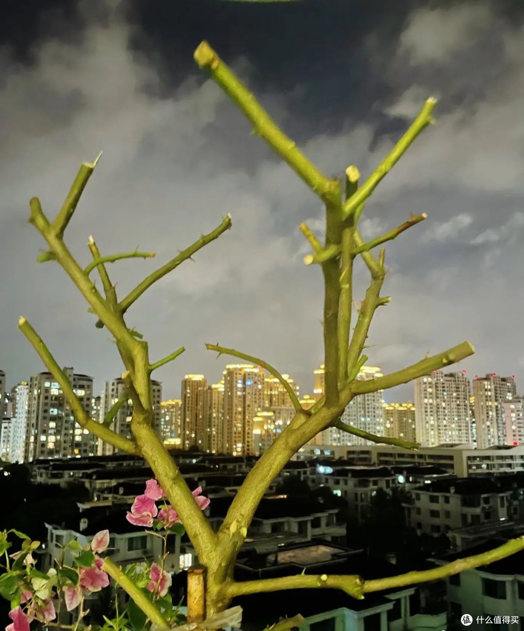 浙江一太太,320元买的柠檬树成“光杆”,网友:换个方法养!