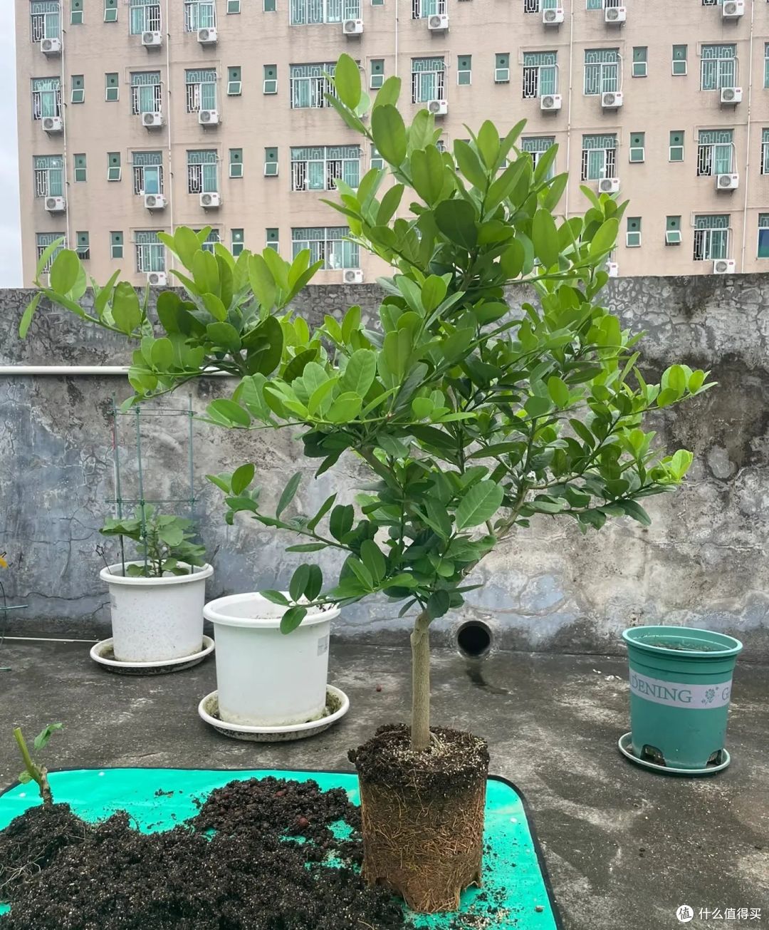浙江一太太,320元买的柠檬树成“光杆”,网友:换个方法养!