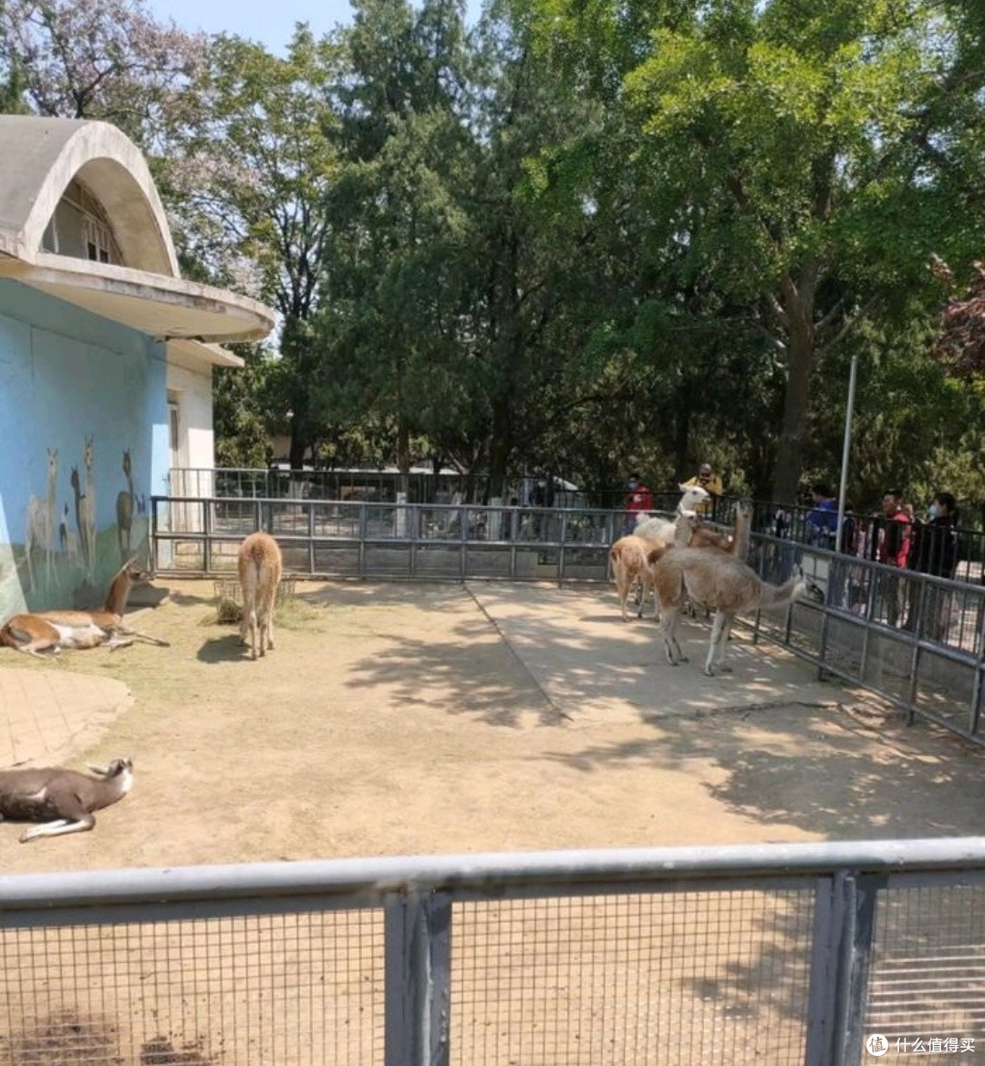 济南动物园:亲子共赴的欢乐动物派对