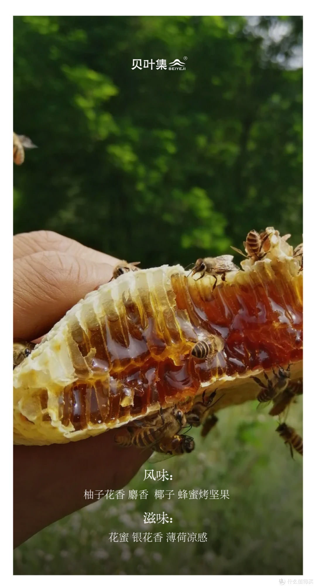 风味游，游八方