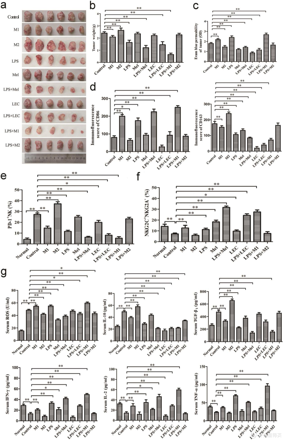 肺肿瘤免疫预防:LPS+褪黑素去耐受化联合,重启巨噬细胞抗癌力
