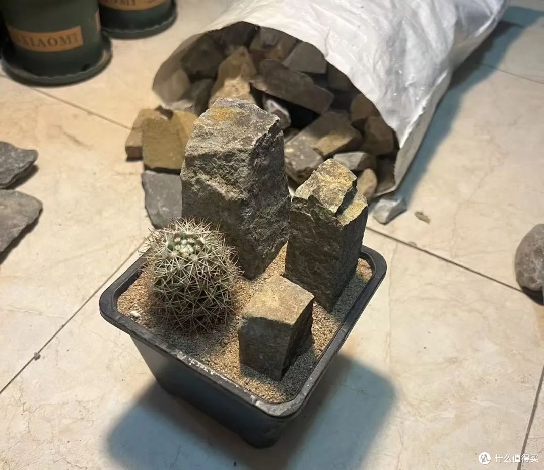 福建一男子,晒养16年的仙人球,“爆盆又爆花”,网友:好壮观!