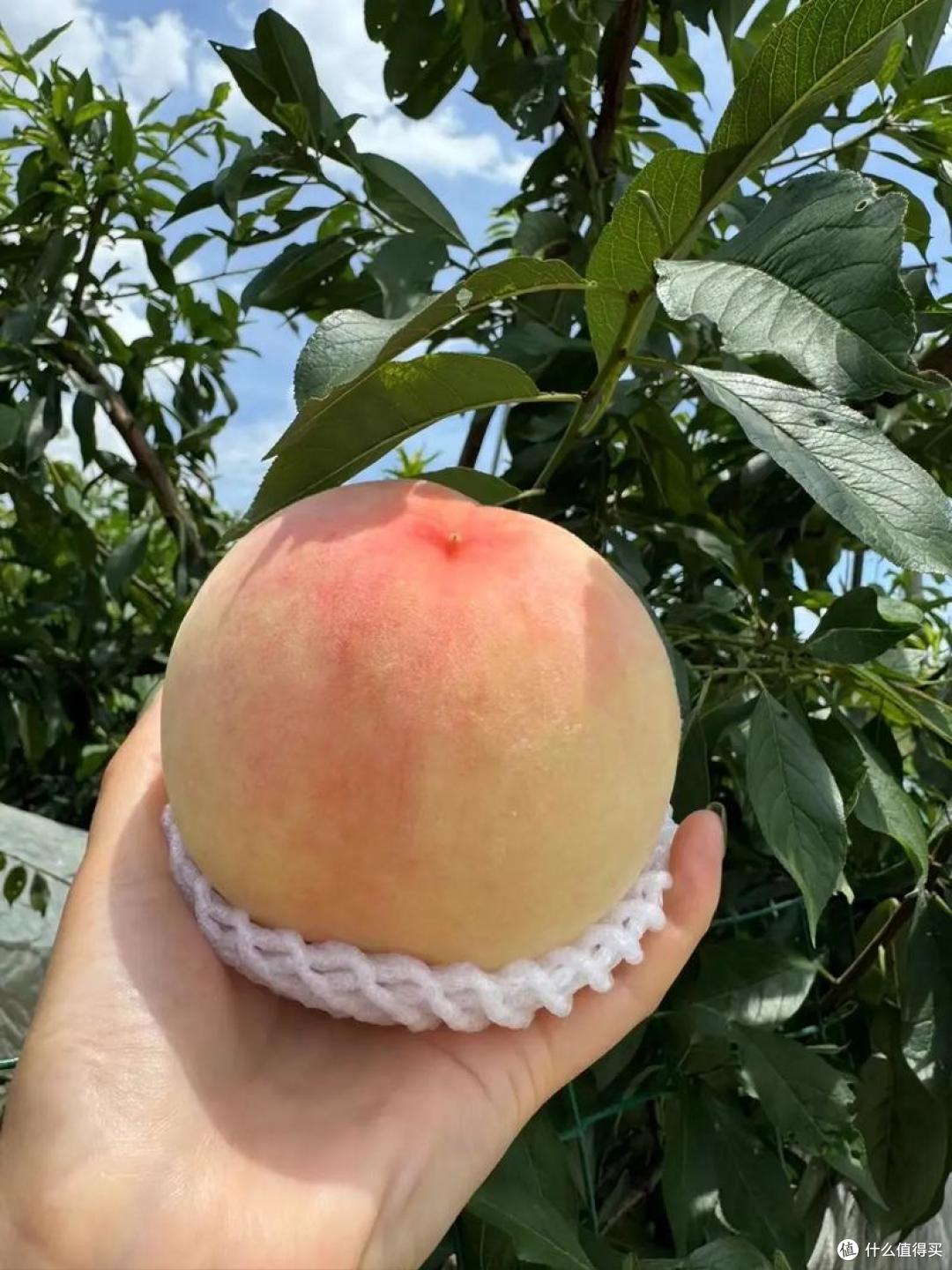 信吗？这10种水蜜桃才是中国最好吃的