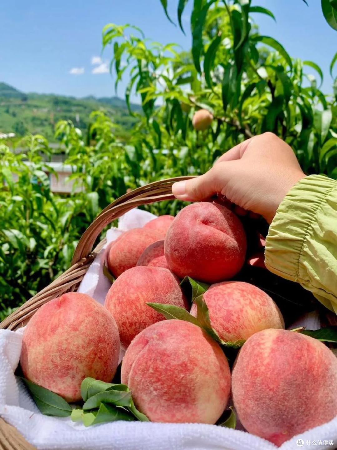 信吗？这10种水蜜桃才是中国最好吃的