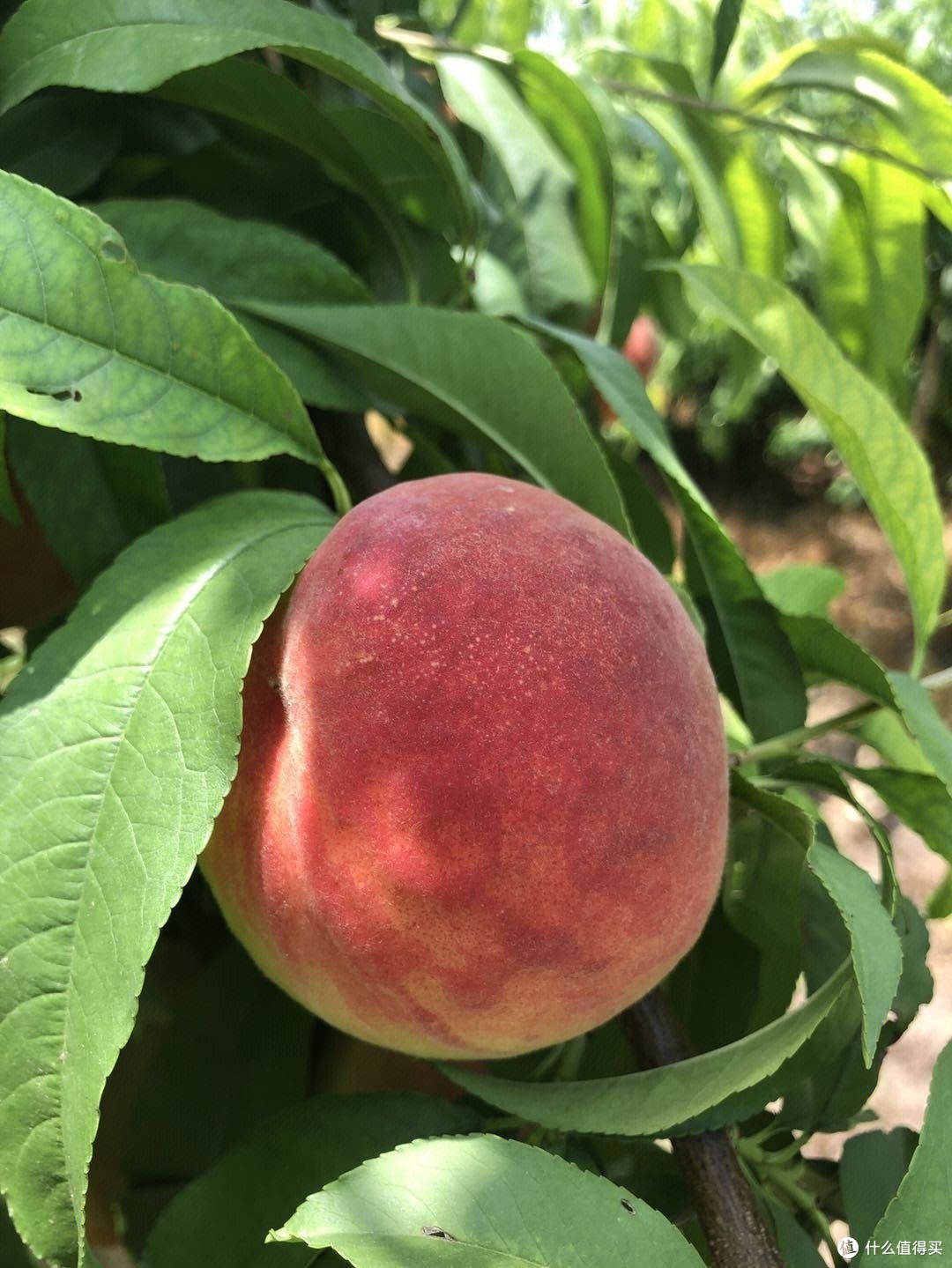 信吗？这10种水蜜桃才是中国最好吃的