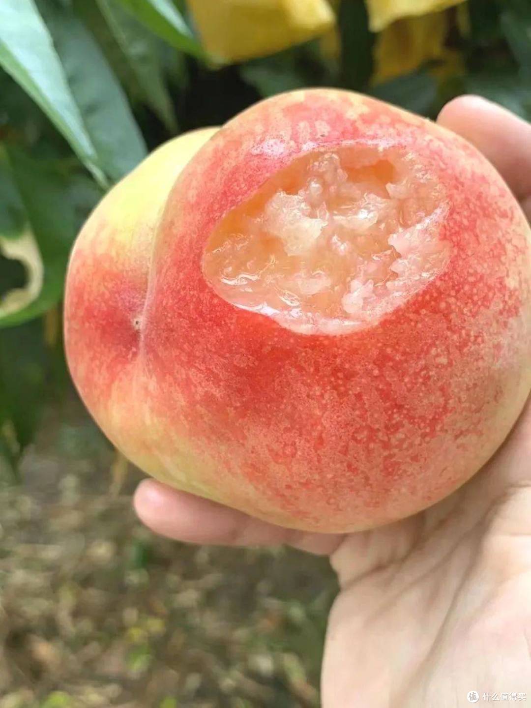 信吗？这10种水蜜桃才是中国最好吃的