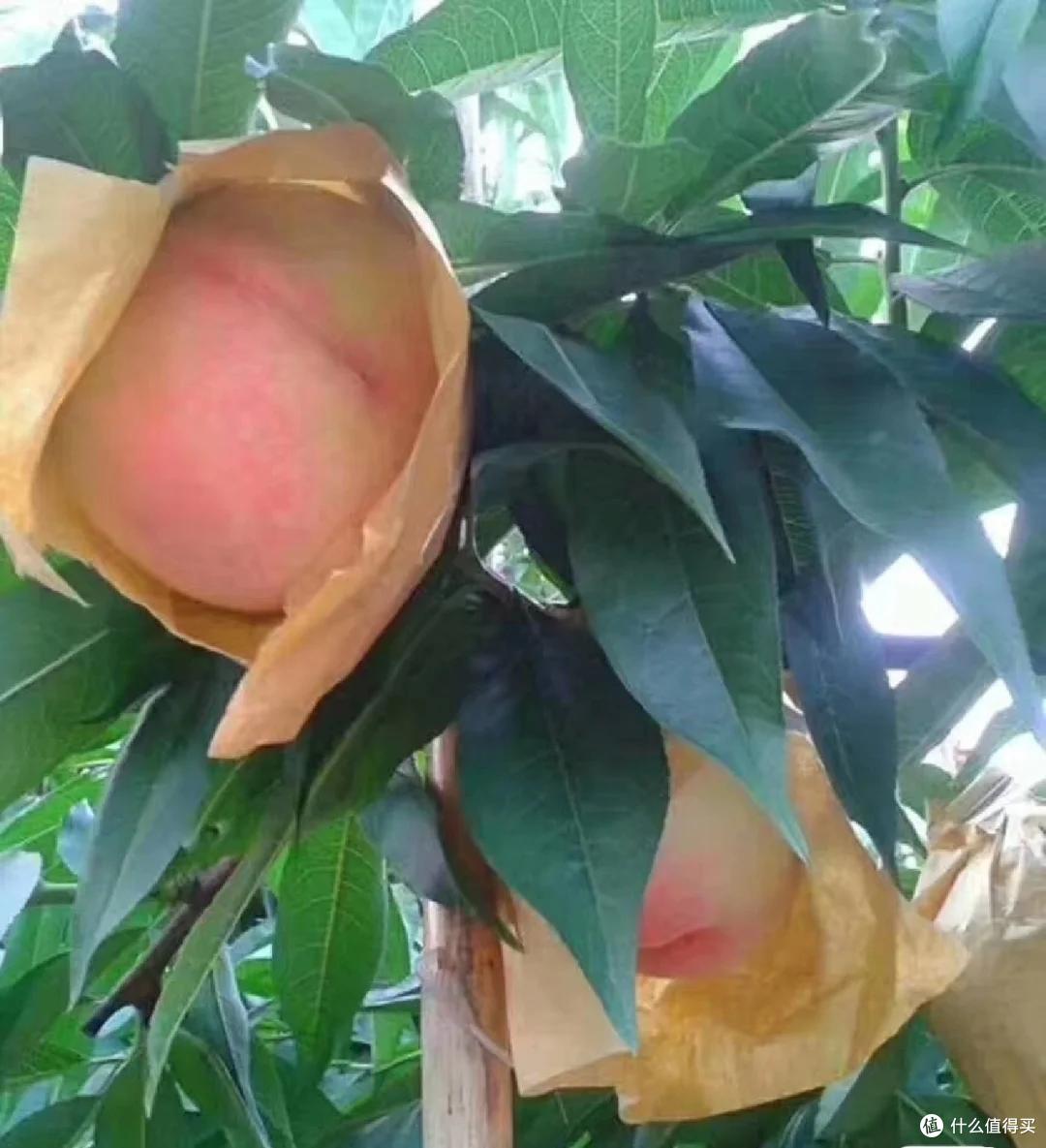 信吗？这10种水蜜桃才是中国最好吃的