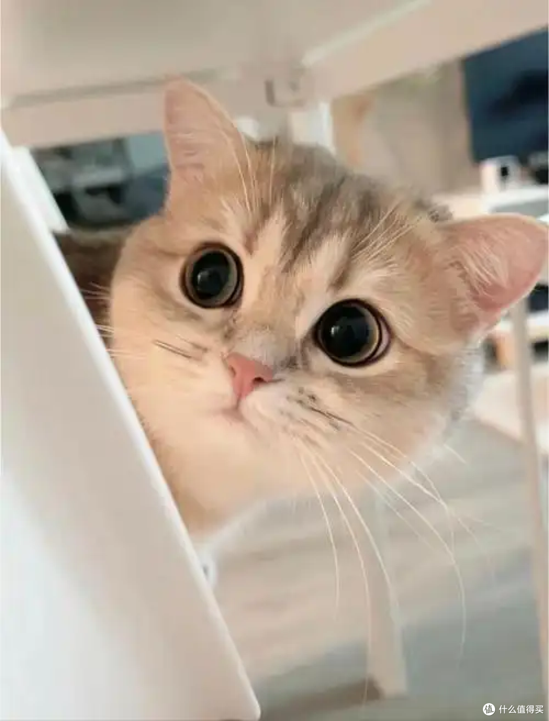 为什么主人上厕所的时候猫咪喜欢看着你
