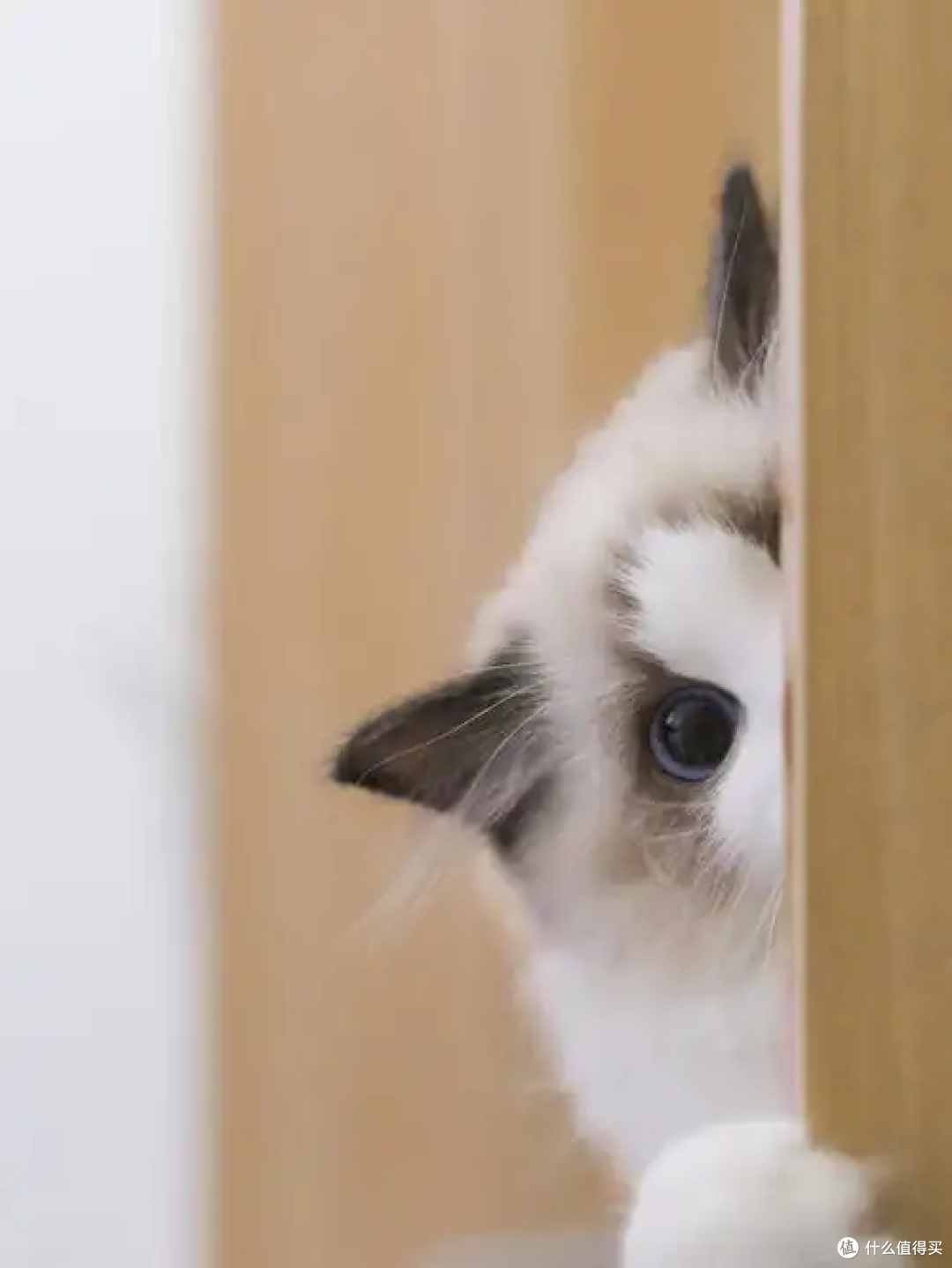 为什么主人上厕所的时候猫咪喜欢看着你