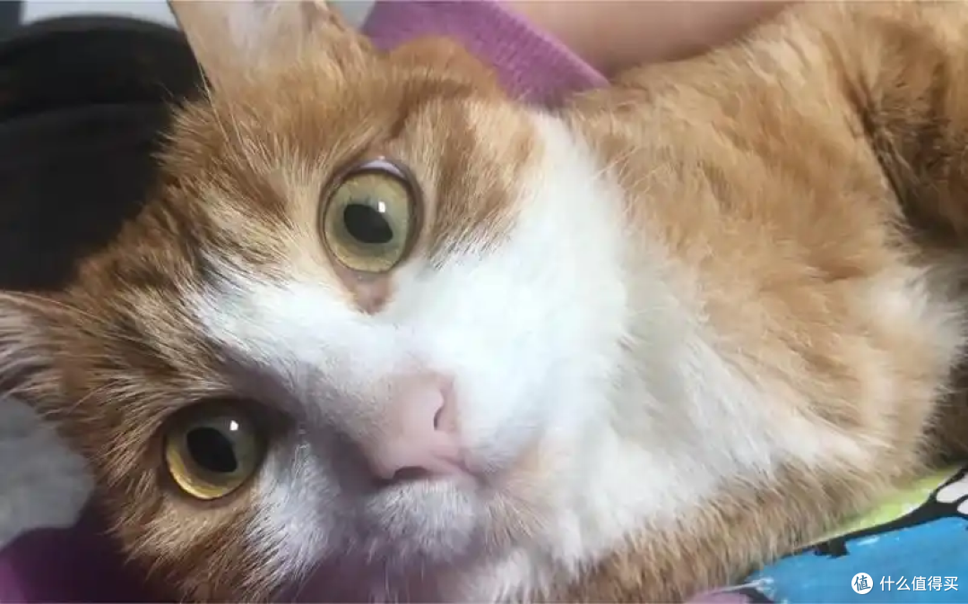 为什么主人上厕所的时候猫咪喜欢看着你