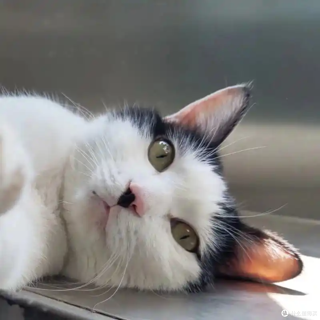 为什么主人上厕所的时候猫咪喜欢看着你