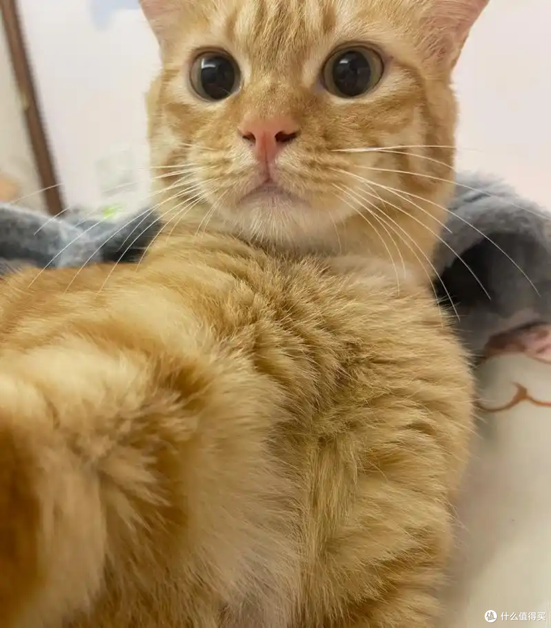 为什么主人上厕所的时候猫咪喜欢看着你
