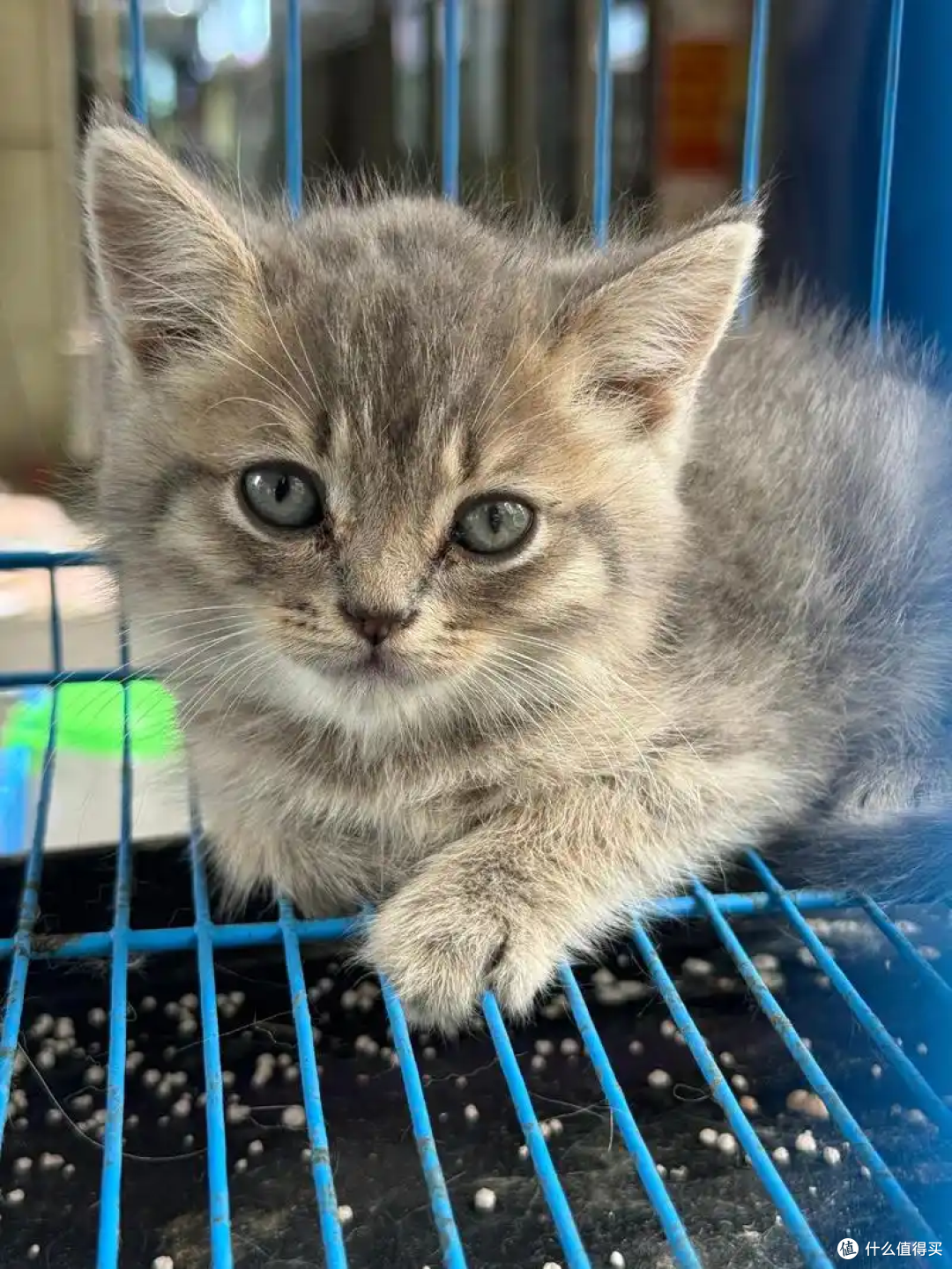 为什么主人上厕所的时候猫咪喜欢看着你