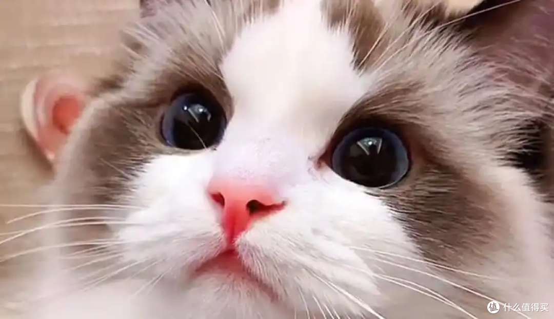 为什么主人上厕所的时候猫咪喜欢看着你