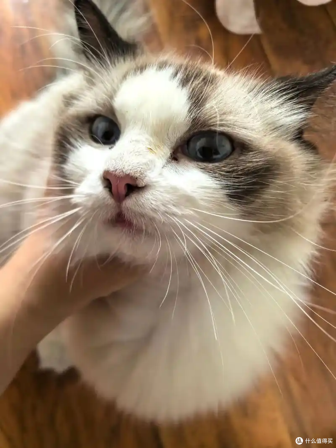 为什么主人上厕所的时候猫咪喜欢看着你