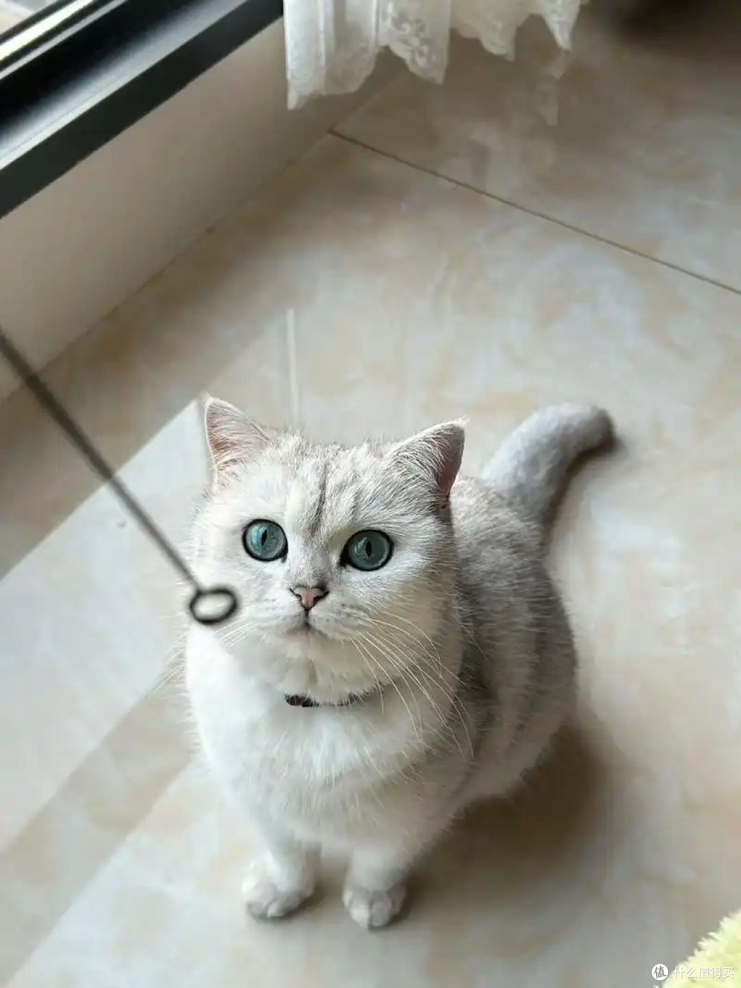 为什么主人上厕所的时候猫咪喜欢看着你