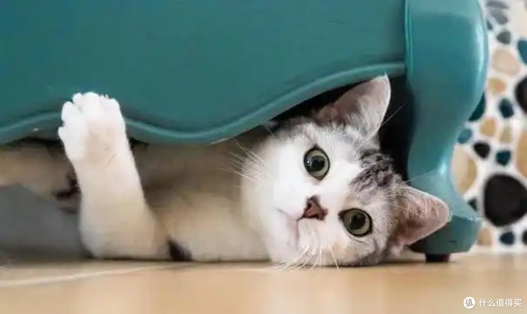 为什么主人上厕所的时候猫咪喜欢看着你