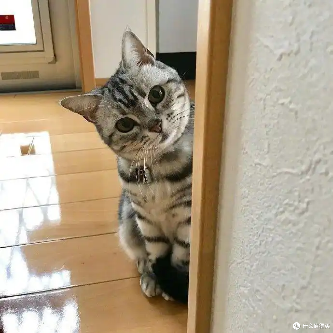 为什么主人上厕所的时候猫咪喜欢看着你