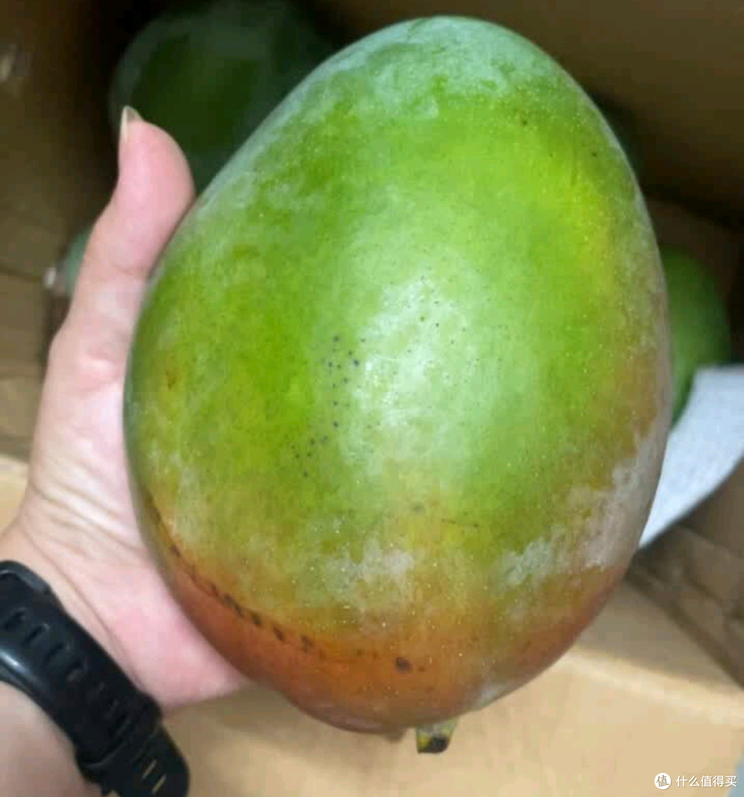 京觅攀枝花凯特芒果：夏日里的甜蜜“续约”，年年必囤的幸福滋味