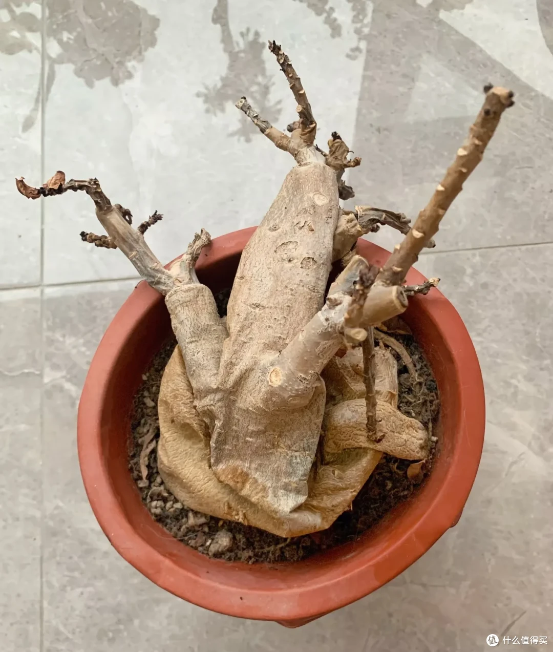 江苏一男子,因沙漠玫瑰“越长越瘦”走红,网友:赶快浇水!