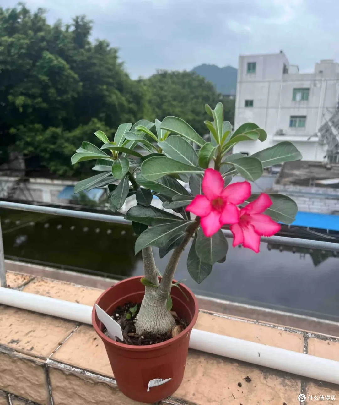 江苏一男子,因沙漠玫瑰“越长越瘦”走红,网友:赶快浇水!