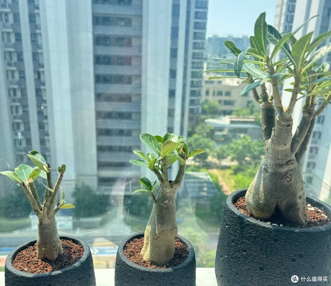江苏一男子,因沙漠玫瑰“越长越瘦”走红,网友:赶快浇水!