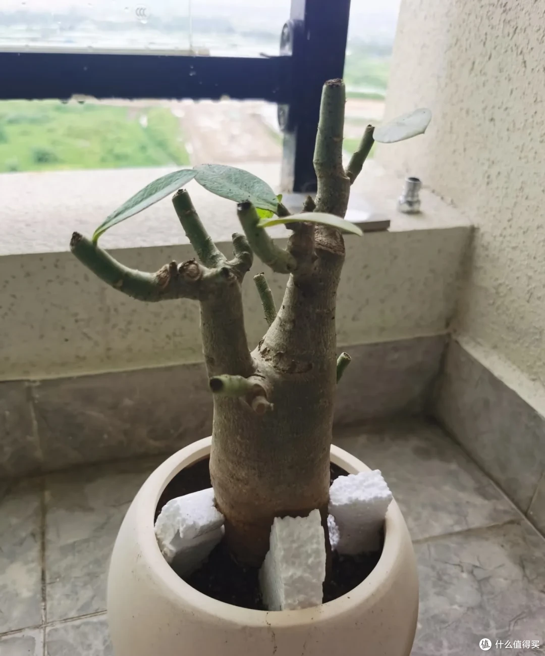 江苏一男子,因沙漠玫瑰“越长越瘦”走红,网友:赶快浇水!
