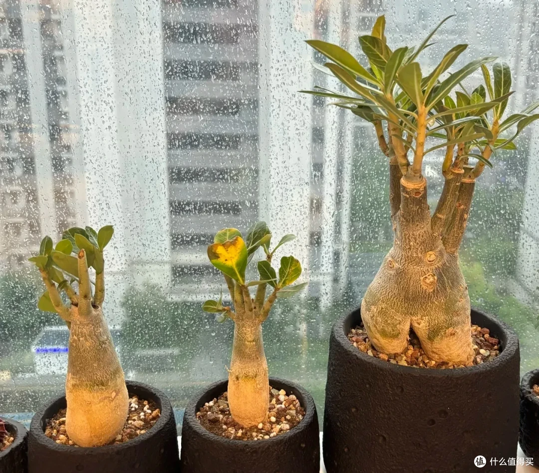 江苏一男子,因沙漠玫瑰“越长越瘦”走红,网友:赶快浇水!