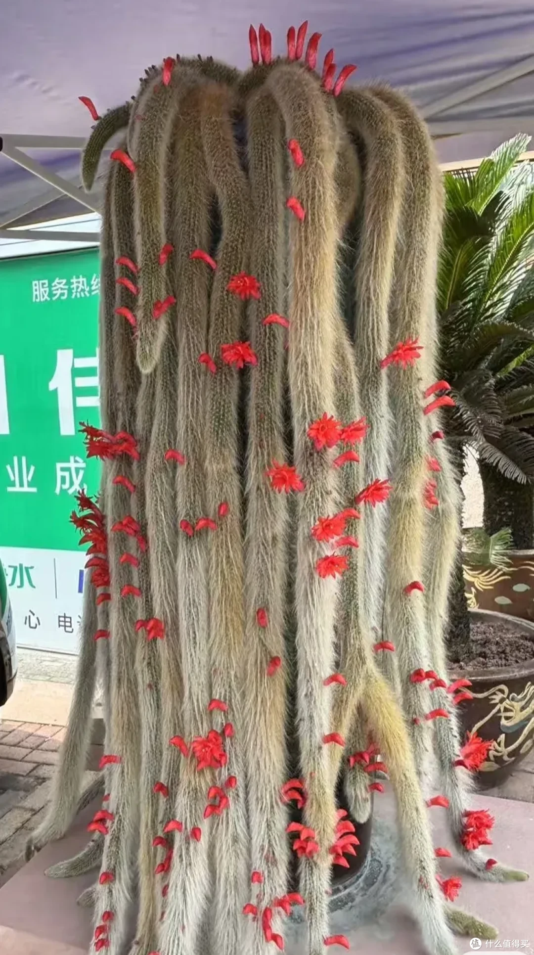 贵州小伙的九尾妖狐火了！1.7米高开花1000朵，网友：成仙了！