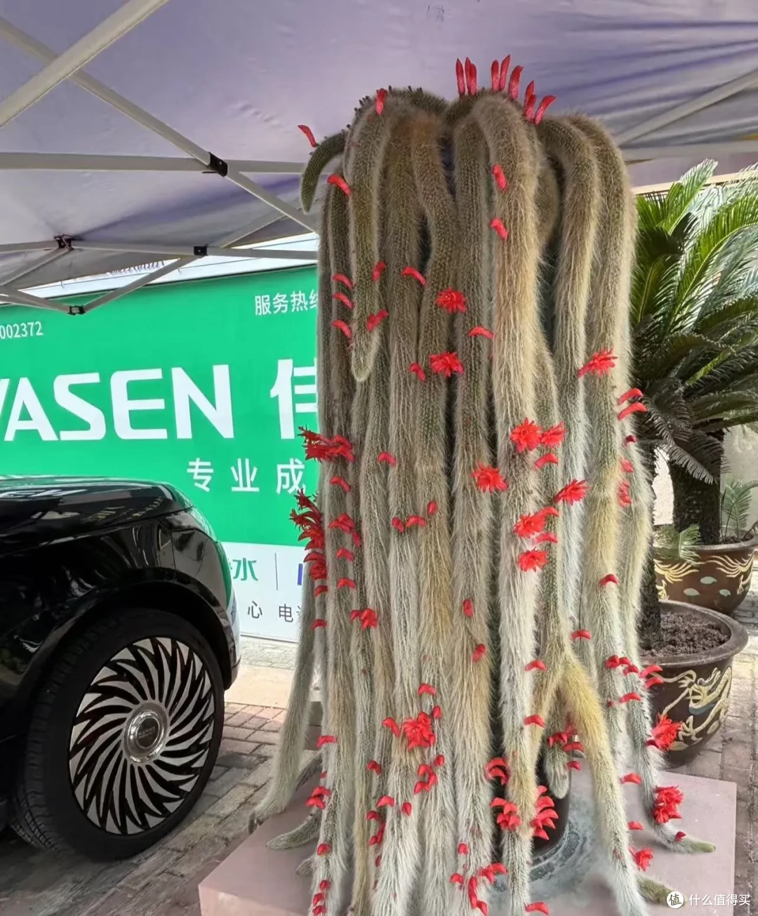 贵州小伙的九尾妖狐火了！1.7米高开花1000朵，网友：成仙了！